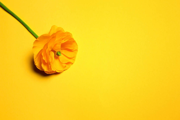 Beautiful ranunculus flower on color background - Фото, зображення