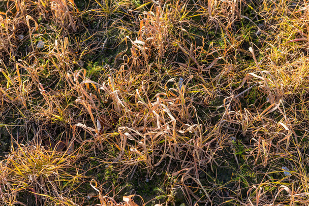 Hierba marrón rojizo Murió a causa del herbicida
 - Foto, Imagen