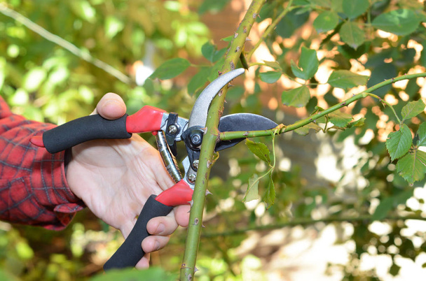 Обрезка и тренировка альпинистских роз садовыми обрезками
 - Фото, изображение