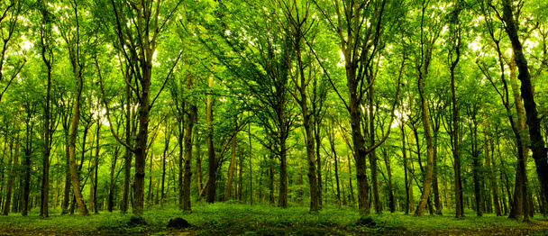 Árboles forestales
. - Foto, Imagen