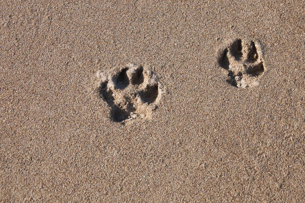 Hundespuren auf dem Meeressand am Ufer - Foto, Bild