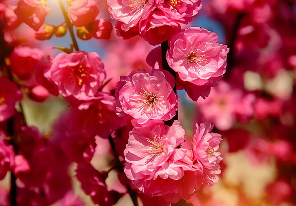 Sakura, κεράσι άνθος, βυσσινί δέντρο με λουλούδια. Ανατολίτικο κερασιών ανθίζουν  - Φωτογραφία, εικόνα