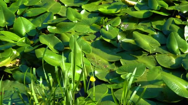 Liść zielony z wody lilly - Materiał filmowy, wideo