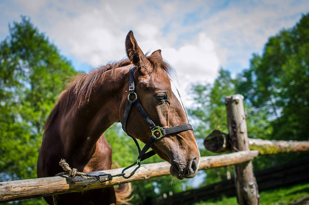 hnědý kůň v lese paddock - Fotografie, Obrázek