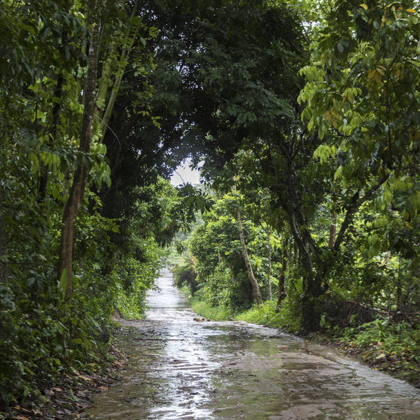Wet road after rain passing through forest, Koh Samui, Surat Thani Province, Thailand - Photo, Image