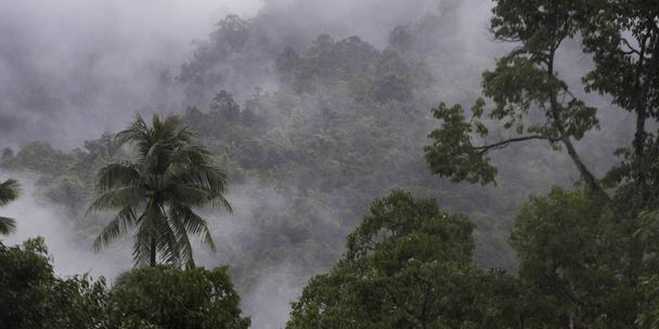 Drzewa pokryte mgłą, Koh Samui, Surat Thani Province, Tajlandia - Zdjęcie, obraz