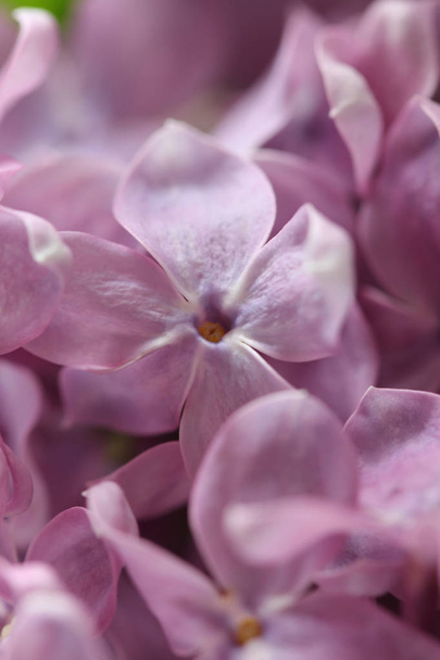花紫の小枝の抽象的なビュー (ライラック、ウルトラのヴィオール - 写真・画像