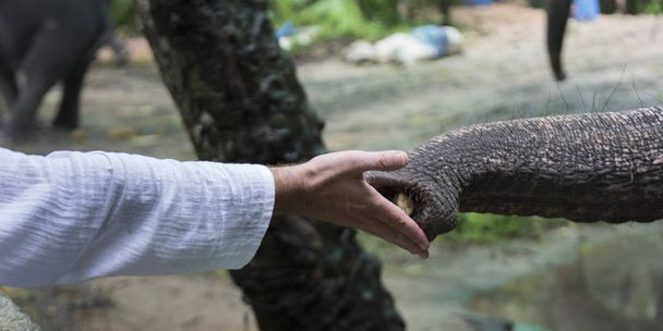 Ελέφαντα κορμό λήψη τροφίμων από το χέρι του ατόμου, Κο Σαμούι, Επαρχία Σουράτ Τανί, Ταϊλάνδη - Φωτογραφία, εικόνα