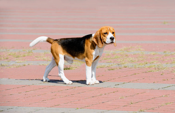 Beagle pies wygląda na bok. Beagle stoi w parku. - Zdjęcie, obraz