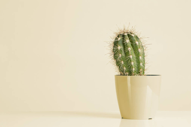 Kaktus vanilja pastellit trendikäs väri
 - Valokuva, kuva