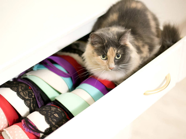 Kočka sedí v otevřeném přístěnku s prádlem. - Fotografie, Obrázek
