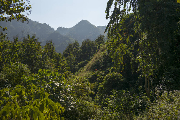 Підвищені подання дерева, Луанг Прабанг, Лаос - Фото, зображення