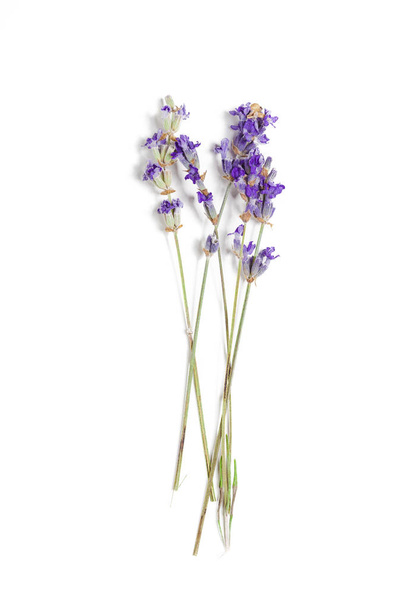 Fresh lavender on white background - Photo, Image