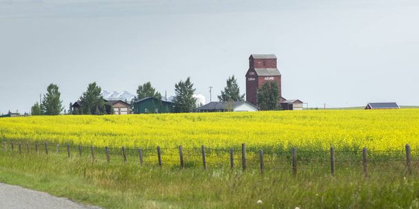 Ladot rapsipellolla, Cayley, Etelä-Alberta, Alberta, Kanada
 - Valokuva, kuva