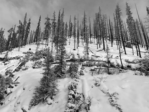 雪の上の木覆われた風景、改善地区第 12、マリンレイク、ジャスパー、アルバータ州ジャスパー国立公園、カナダ - 写真・画像