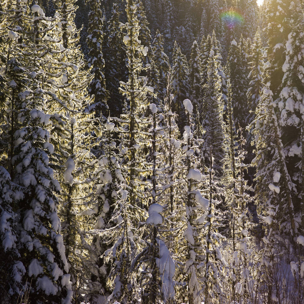 Näkymä lumen peittämiin puihin, Valtatie 16, Yellowhead Highway, Brittiläinen Kolumbia, Kanada
 - Valokuva, kuva