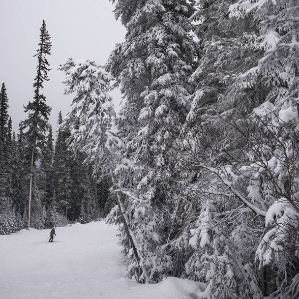 Вид сзади на человека, катающегося на лыжах по снегу, Канада
 - Фото, изображение