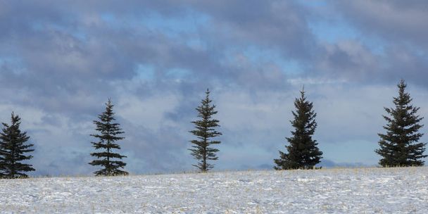 雪の上の常緑樹の行覆われた曇り空、ターナーの谷、カウボーイ歩道、Millarville、アルバータ州、カナダの風景 - 写真・画像