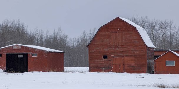 Çiftlik binaları içinde kar kaplı alan, Rocky Rapids, Alberta, Kanada - Fotoğraf, Görsel