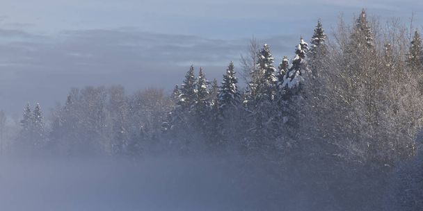 雪の風光明媚なビュー覆われた木、ジョージ王子, ブリティッシュ ・ コロンビア, カナダ - 写真・画像