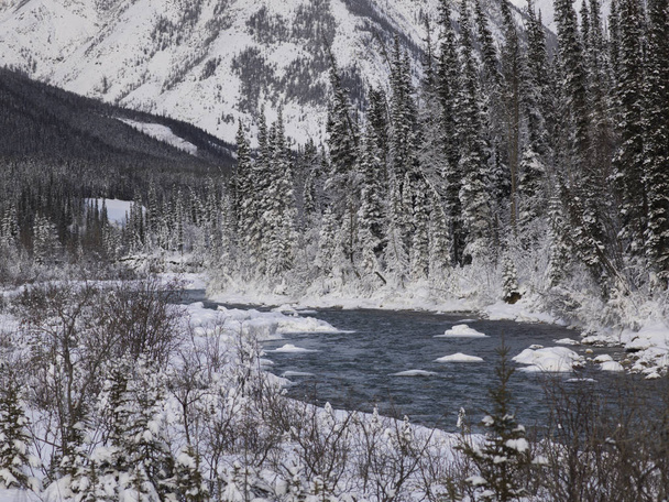 Lumen peittämät puut metsässä, Alaskan valtatie, Pohjoisen Kalliovuorten alueellinen kunta, Brittiläinen Kolumbia, Kanada
 - Valokuva, kuva