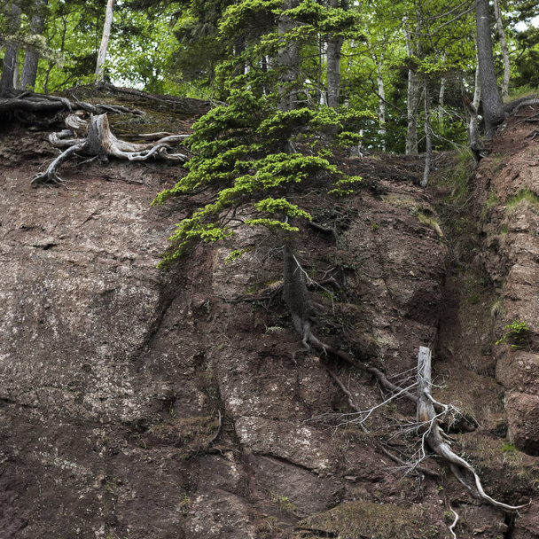 Arbres à Hopewell Rocks, baie de Fundy, Nouveau-Brunswick, Canada
 - Photo, image