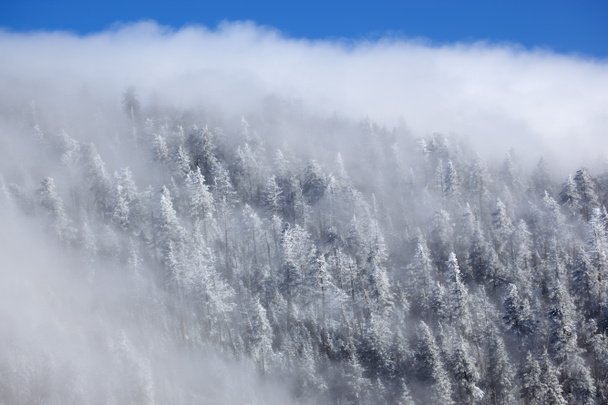 Winterbos in mist - Foto, afbeelding