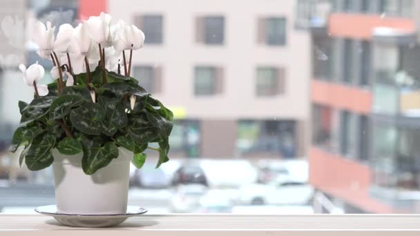 Квітка білого цикламена в горщику на підвіконні і сніг, що падає зовні взимку
 - Кадри, відео