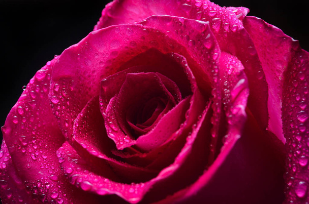 A bud of a pink Dutch rose isolated on a black background - 写真・画像