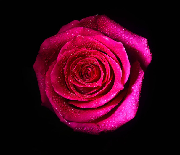 Een knop van een roze Nederlandse roos geïsoleerd op een zwarte achtergrond - Foto, afbeelding