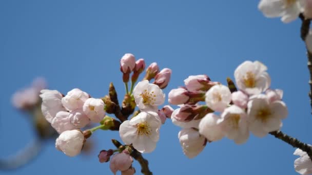 Tokio, Japonia-Marzec 23, 2018: Wiśniowe kwiaty lub sakura będzie wkrótce osiągnąć rozkwicie.  - Materiał filmowy, wideo