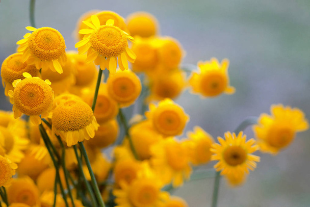 Sunny yellow flowers of dyer 's camomile (Anthemis tinctoria
) - Фото, изображение