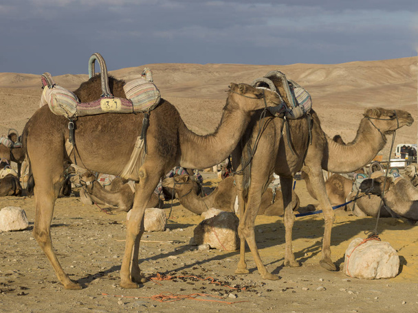 死海地域、イスラエル共和国、ユダヤ砂漠砂漠のラクダ - 写真・画像