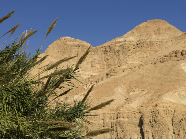 Plantas que crescem em rocha, Reserva Natural de En Gedi, Deserto da Judeia, Região do Mar Morto, Israel
 - Foto, Imagem