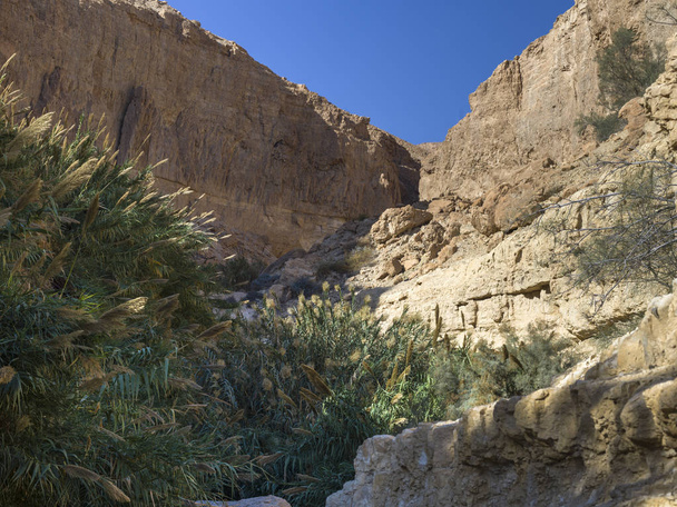 Kasvit kasvavat kalliolla, En Gedin luonnonsuojelualue, Juudean aavikko, Kuolleen meren alue, Israel
 - Valokuva, kuva