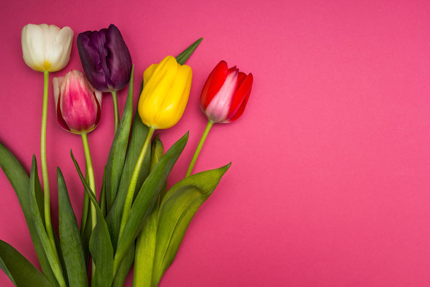 Multi-colored tulips on a pink background. - Фото, зображення