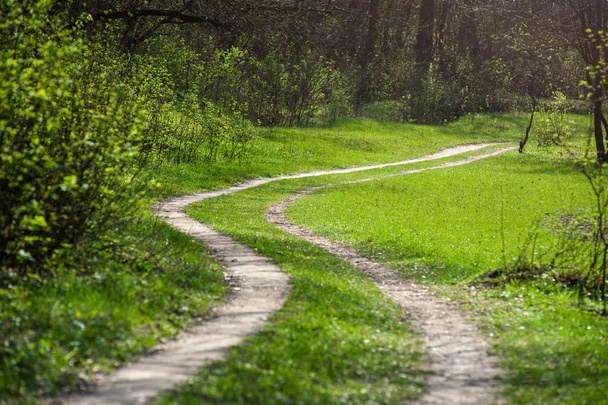 Kerti ösvény-ban erdő zöld friss rét - Fotó, kép