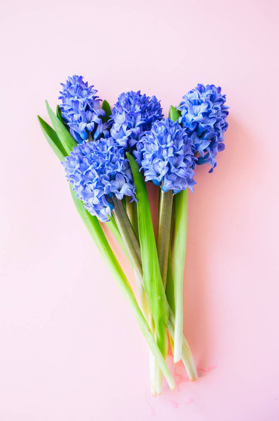 Purple hyacinth flowers on a pink backdrop. Top view and copy sp - Фото, изображение