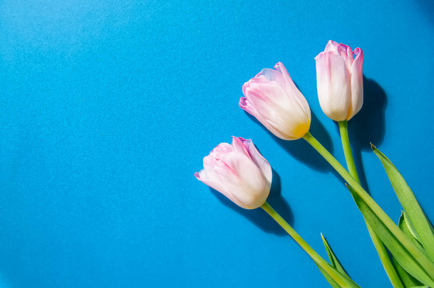Three pink tulips on a blue background. Top view and copy space. - Fotó, kép