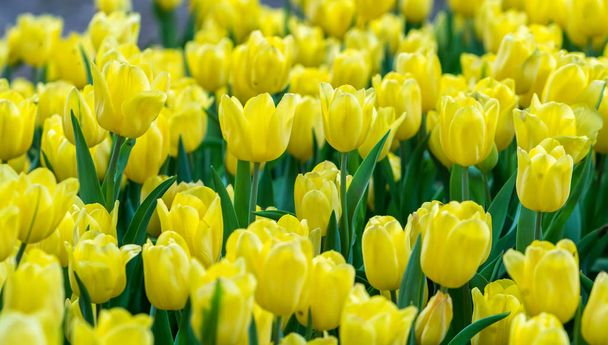 Тюльпаны цветут под весенним солнцем с яркими красками, наполненными жизненной силой в саду
 - Фото, изображение