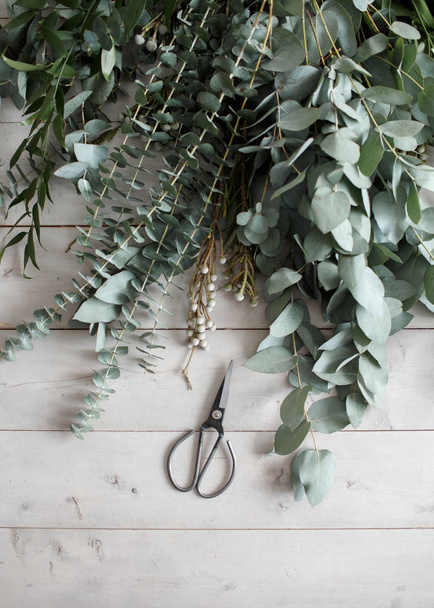 Eucalyptus plant and scissors on a wooden white table. mock-up. view from above - Foto, immagini