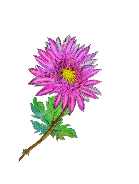 Watercolor hand painted chrysanthemum on white background - Photo, Image