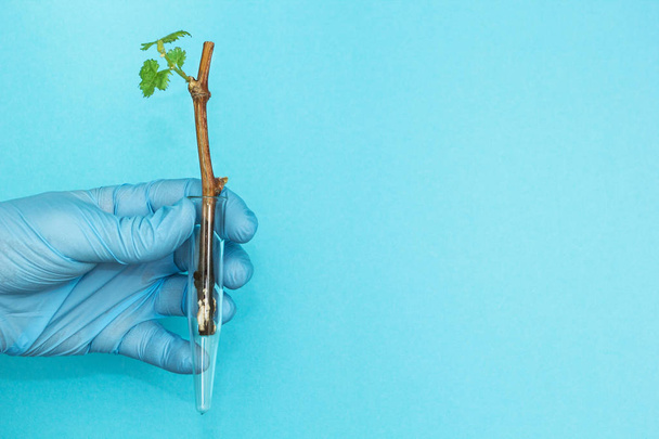 Uma mão em uma luva azul segura uma planta jovem em um tubo de teste de vidro em um fundo azul, espaço para texto. Organismo geneticamente modificado
. - Foto, Imagem