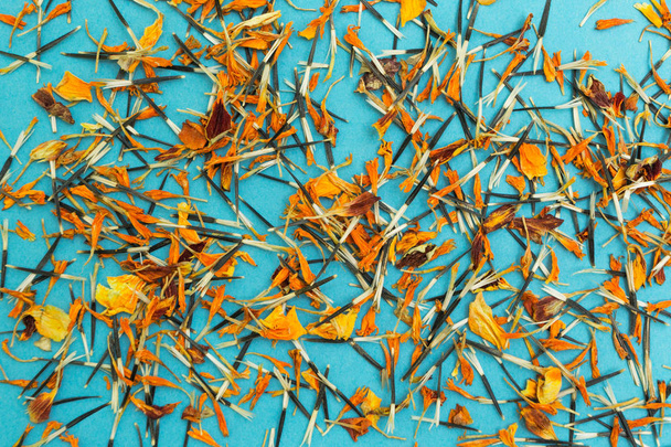 Bright yellow and orange seeds and petals of flowers on a blue background. - 写真・画像