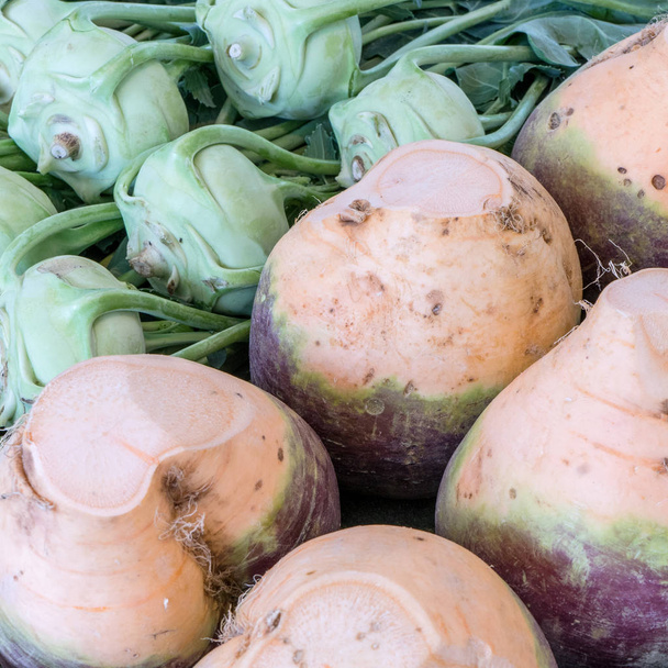 fresh winter vegetables / fresh green kohlrabi and turnips  - Photo, Image