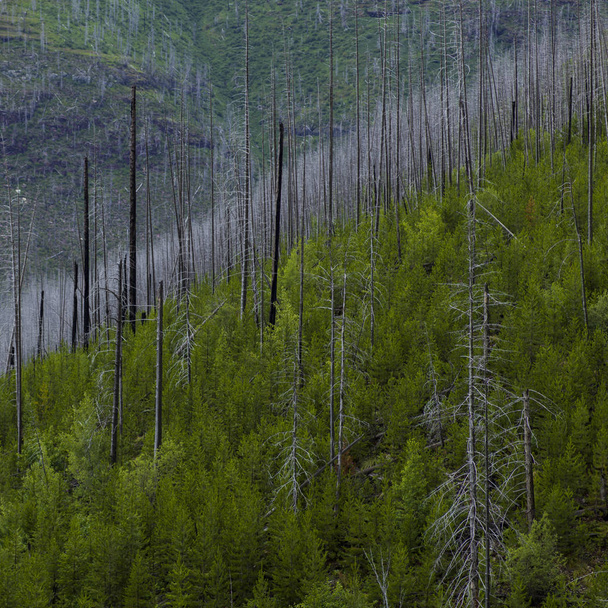 Высокоугольный вид на деревья в лесу, Going-to-the-Sun Road, Национальный парк Фасиер, округ Фасиер, Монтана, США
 - Фото, изображение