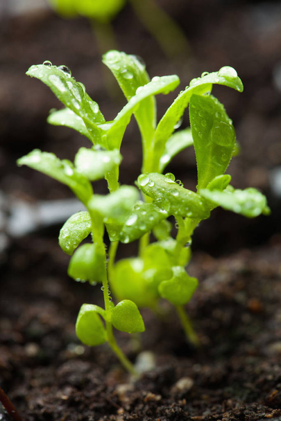 Seedling planten die groeien in kiemkracht plastic lade - Foto, afbeelding