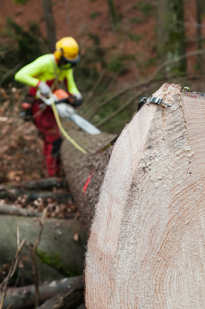 Forestry tape measure hooked to spruce trunk and forestry worker cutting in background - Photo, Image