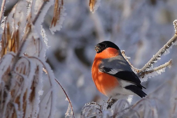 kaunis punainen talvi lintu pakkasessa aurinkoinen sää
 - Valokuva, kuva
