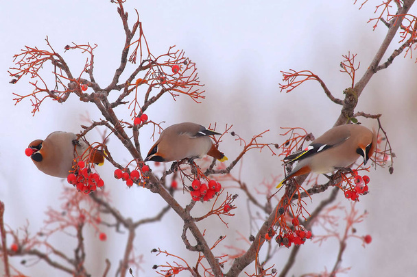 Piękne ptaki i czerwone jagody - Zdjęcie, obraz